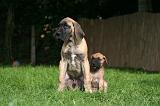 DOGUE ALLEMAND 807